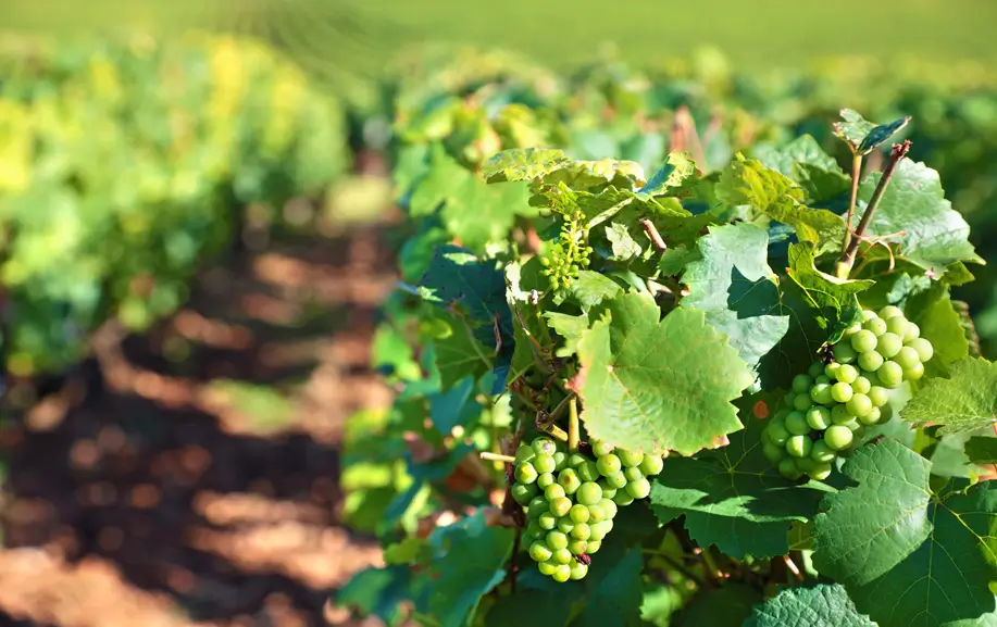 Margherì di Cantine Mastrangelo: il miglior vino bianco